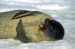 SealWeddell2 - Young Weddell seal, Antarctica