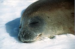 SealWeddellSleep - Weddell seal sleeping, Antarctica