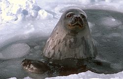 SealsWater - Weddell seals swimming in a hole, Antarctica