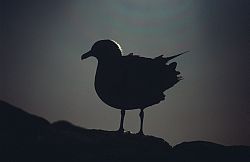 SkuaBacklit - Skua predator backlit, Antarctica