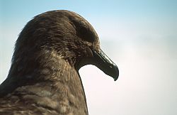 SkuaHead - Close up on skua head, Antarctica