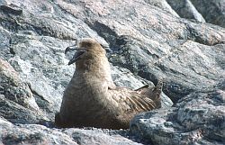 SkuaSitting - Skua sitting, Antarctica