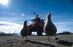 SkuasFiretruck - Skuas and firetruck at TNB