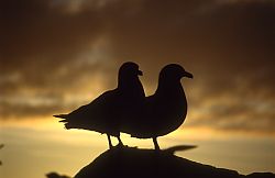 SkuasOutcropSunset - Skuas at night, Antarctica