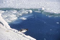 AdeliePenguinDiving - Adelie penguin diving from the ice.
[ Click to download the free wallpaper version of this image ]