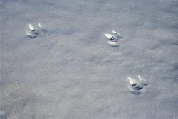 AdeliePenguinFootsSteps - Adelie penguin footsteps on snow.
[ Click to go to the page where that image comes from ]