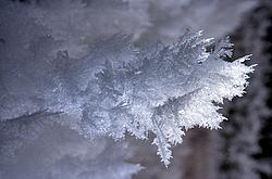 IceCrystals3 - Some of the very delicate ice crystals to be found in a storage cave. If you as much as touch them, they dissolve into ice dust.
[ Click to go to the page where that image comes from ]