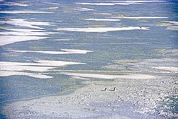 SeaIcePenguins - Penguins on the sea ice.