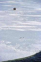 SeaIcePenguinsCar - Penguins and a 4x4 near the edge of the sea-ice.
[ Click to go to the page where that image comes from ]