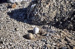 SkuaEggs - Skua eggs.