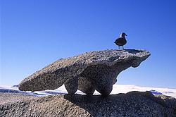 SkuaWindCarvedBoulder - Skua standing watch on a wind carved boulder.
