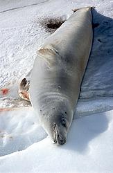 SleepingSeal - Sleeping crab-eater seal.
