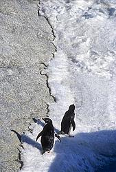 TwoAdeliePenguins - Two adelie penguins