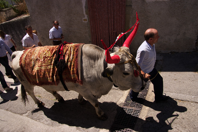 [20090805_123706_Procession.jpg]
...along with a much less christian white bull.