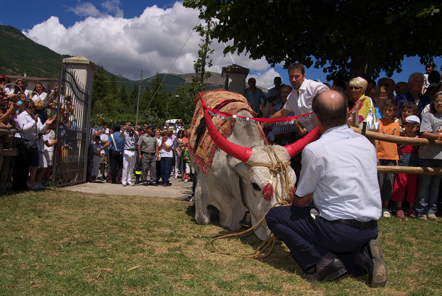 [20090805_124328_Procession.jpg]
And the bull is made to kneel in front of the church building. The submission of old pagan rituals is very obvious here. Bulls were symbolic in all bronze-age mediterranean cultures and are still involved in some places such as the spanish corrida, the running of the bulls in Pamplona, etc...