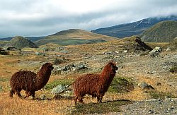 [Alpaga.jpg]
Alpaga near Cotopaxi