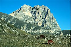 CornoGrandeHorses - Horses before the south face of Corno Grande, Gran Sasso, Abruzzo, Central Italy