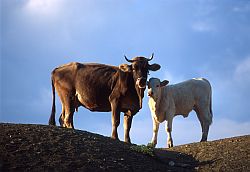 Cows - Veal and cow licking its own nose, Italy
[ Click to download the free wallpaper version of this image ]