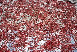DryingChillis - Drying red chilli peppers, Nepal 2000