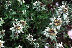 EdelweissAlps - Edelweiss flowers, Dolomite 1999