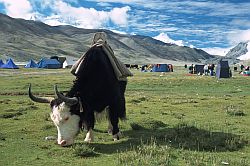 GrazingYak - Yak grazing, drive camp of Cho Oyu, 2000
