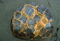 MoerakiBoulder - Moeraki boulder, New Zealand 2000
[ Click to go to the page where that image comes from ]