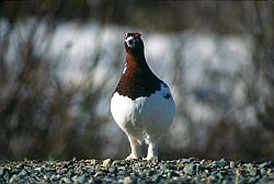 Ptarmigan - A ptarmigan in spring, Alaska 1995
[ Click to go to the page where that image comes from ]