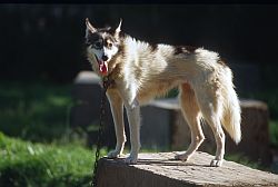 SledDog - Sled dog, Alaska 1995
[ Click to go to the page where that image comes from ]