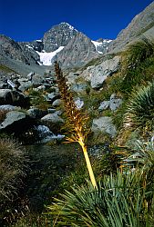 SpaniardMalteBrun - A pointy 'spaniard' below Malte Brun, New Zealand 2000