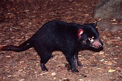 TasmanianDevil2 - Tasmanian Devil
[ Click to go to the page where that image comes from ]