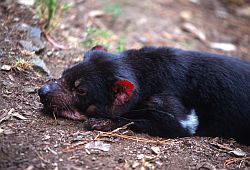 TasmanianDevil3 - Tasmanian devil