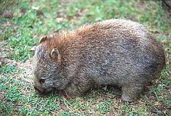 Wombat - Wombat, Tasmania
[ Click to go to the page where that image comes from ]