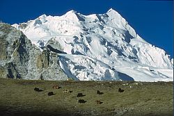 YakMountain - Yak grazing on hill above Cho Oyu drive camp, 2000
[ Click to download the free wallpaper version of this image ]