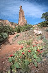 CactusIndependanceMonument - Cactus before Independance Monument, Colorado NM
