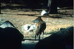 Coyote - Coyote in Yosemite
[ Click to go to the page where that image comes from ]