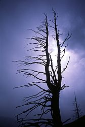 DeadTree - Ghost like dead tree in RMNP, Colorado