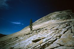 FairviewDescentTree - Lone tree on the descent of Fairview Dome. Tuolumne, California, 2003
[ Click to go to the page where that image comes from ]