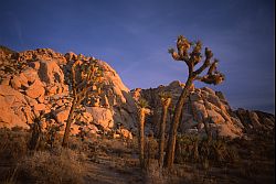 JoshuaTreesAndRocks - Joshua Trees and rocks, 2003
[ Click to go to the page where that image comes from ]