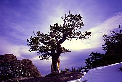 LoneTree - Lone tree, Colorado
[ Click to go to the page where that image comes from ]