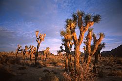 ManyJoshuaTrees - Many Joshua Trees, California, 2003
[ Click to go to the page where that image comes from ]