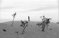 BW_TreeHorizon - Jenny, 3 trees and horizon. Bryce Canyon, Utah, 2003
[ Click to download the free wallpaper version of this image ]