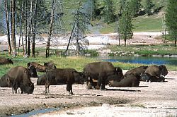 Bisons - Bisons (aka American buffalos), Yellowstone, Wyoming