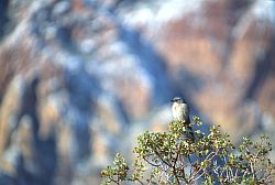 BlueJay - Blue Jay in Red Rocks, Nevada