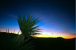 CactusDawn - Cactus at dawn, Red Rocks, Nevada, 2002