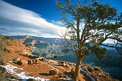 CanyonTree2 - Lone tree down the Grand Canyon of Colorado