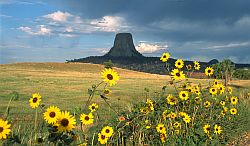 DT_Sunflower - Sunflowers near Devil's Tower, Wyoming, 2002
[ Click to download the free wallpaper version of this image ]