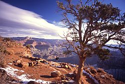 GrandCanyonTree - Tree down the Grand Canyon of Colorado
[ Click to go to the page where that image comes from ]