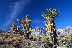 JoshuaTree1 - Joshua Tree in Red Rocks, Nevada, 2002