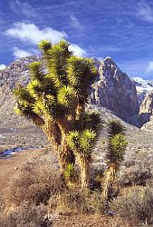 JoshuaTree2 - Joshua Tree in Red Rocks, Nevada, 2002