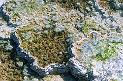 Multicolor - Colored spring in Yellowstone NP, Wyoming
[ Click to download the free wallpaper version of this image ]